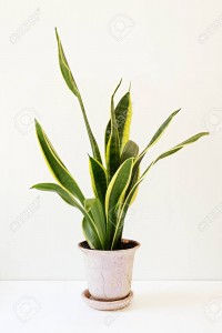 Sansevieria trifasciata, or the Mother-in-Law's Tongue in an old flowerpot on a white table.