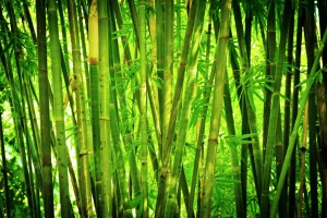 bamboo plants