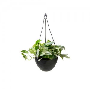 marble+hanging plant Poto